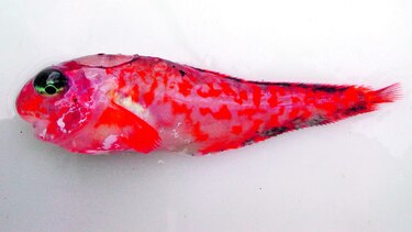 DESCUBREN NUEVA ESPECIE DE PEZ CERCA DE ALASKA