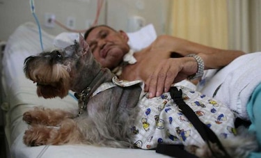 Perros ofrecen terapia en hospital brasileño