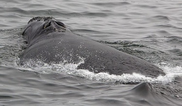 Rocío de espiráculos de ballena ofrece datos de su salud
