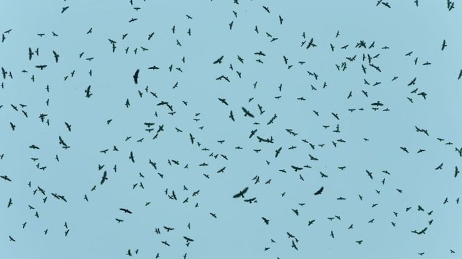 ¡Vienen las rapaces! Comenzó la migración de norte a sur