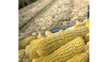 China acelerará compra de productos agrícolas a EU