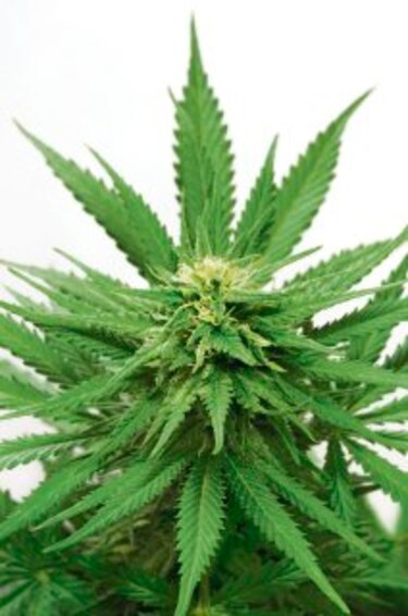 Marihuana terapéutica