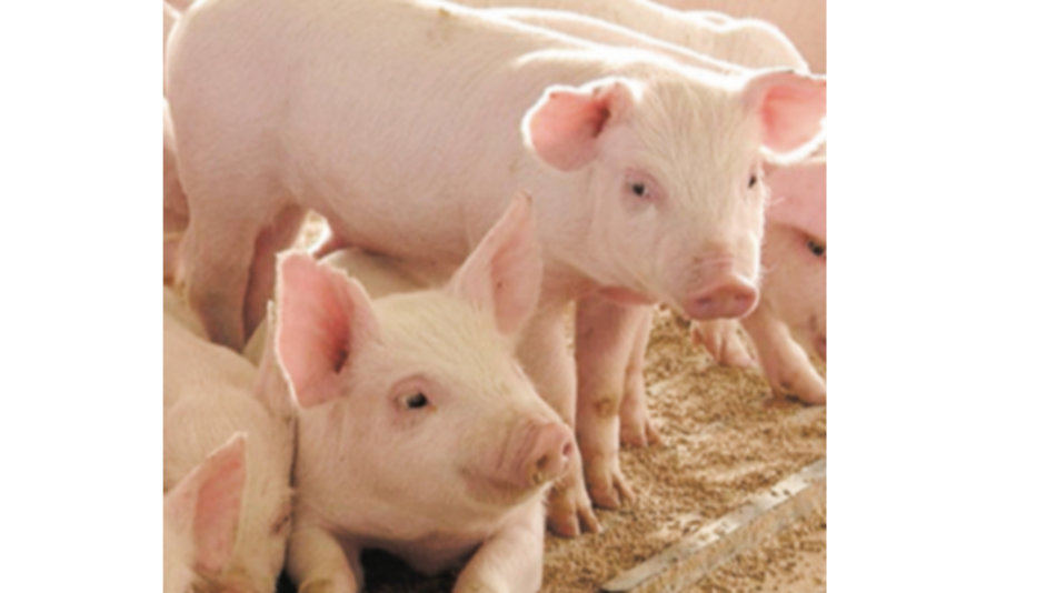 Entra en vigencia la alerta zoosanitaria para evitar la introducción de la peste porcina africana