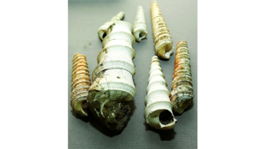 El estudio de los moluscos en Panamá