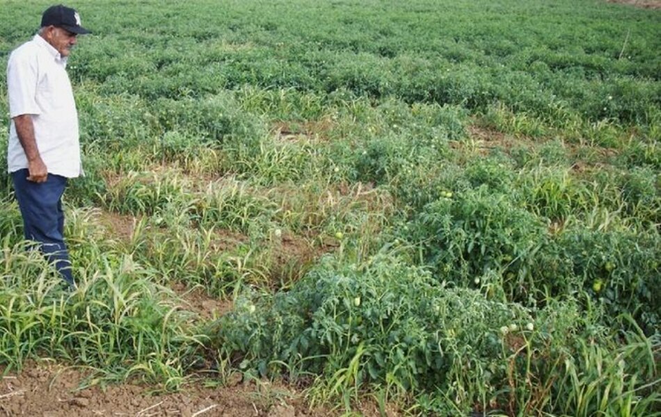 Los Santos: Sector tomatero preocupado ante sequía