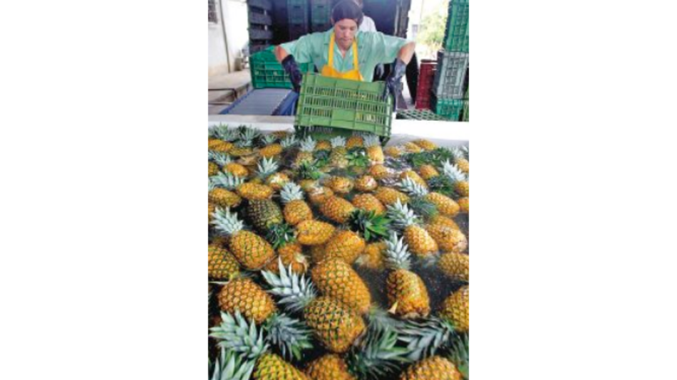 Costa Rica exportará piña hacia China