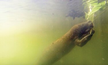 Misión por los manatíes