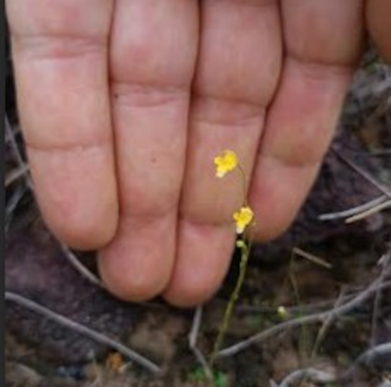 ¿Sabía que Panamá alberga plantas carnívoras únicas en el mundo?