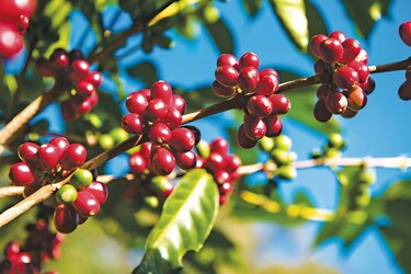 La taza de café perfecta que se degusta en Panamá