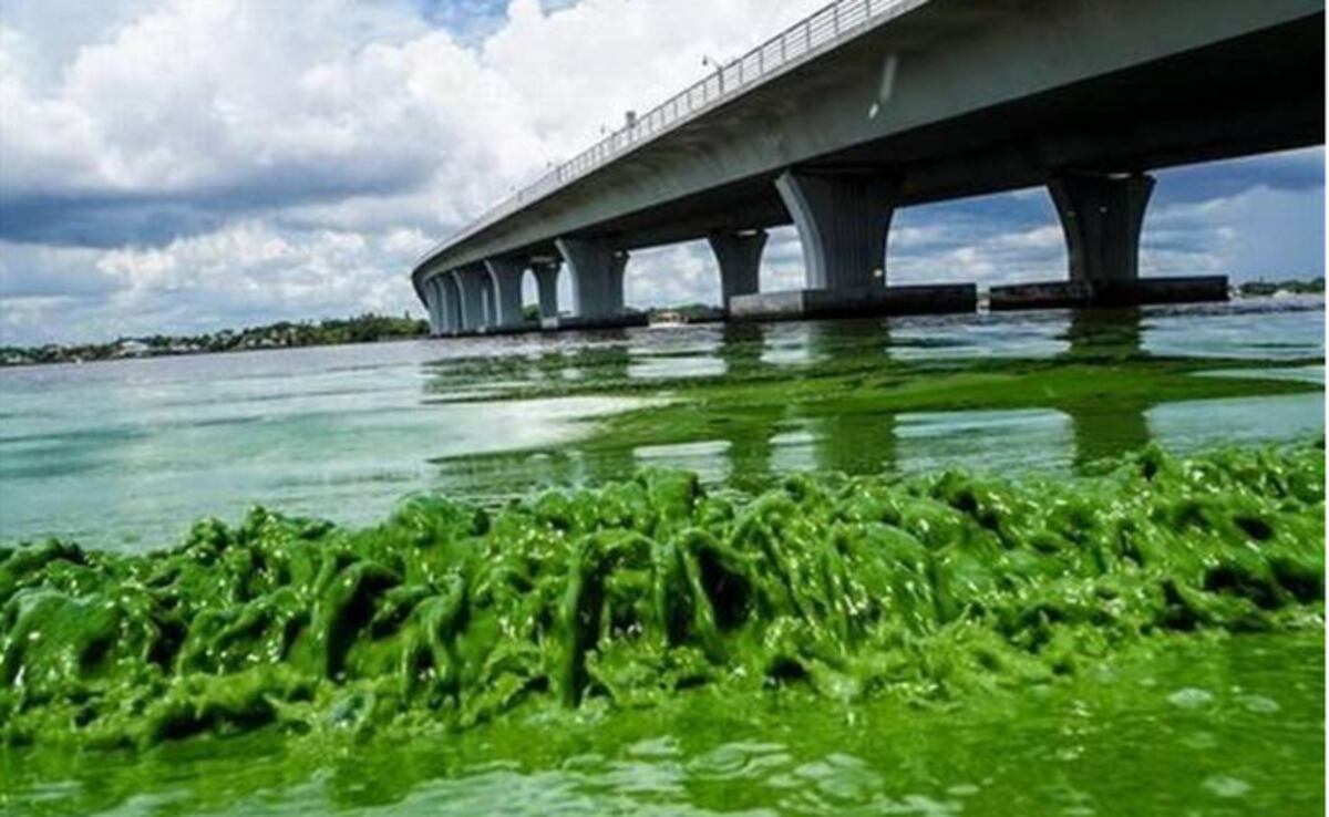 Un alga babosa y maloliente espanta turistas y asfixia la vida marina en Florida