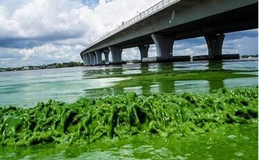 Un alga babosa y maloliente espanta turistas y asfixia la vida marina en Florida