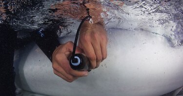 Científicos usan ecografías en mamás tiburones