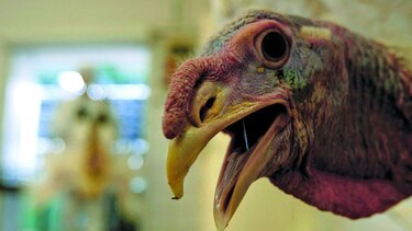 Chile erradicó brote de influenza aviar