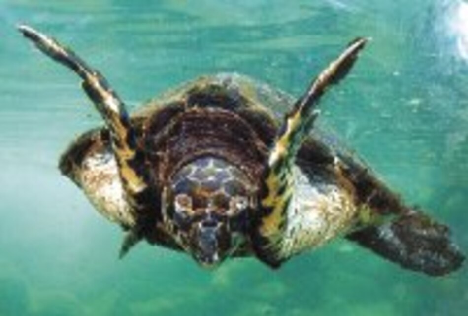 INNOVA Carey, perseguida por su caparazón