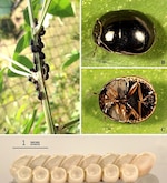 Niña halla en una planta de guandú insecto originario de Asia mortífero para cultivos