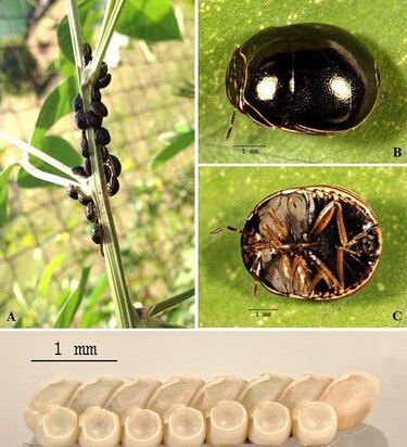 Niña halla en una planta de guandú insecto originario de Asia mortífero para cultivos