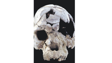 Genes de la creatividad dieron al homo sapiens ventaja sobre neandertales