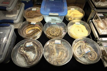 852 nuevas especies en riesgo