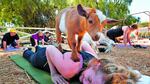 Yoga con cabras, la última moda