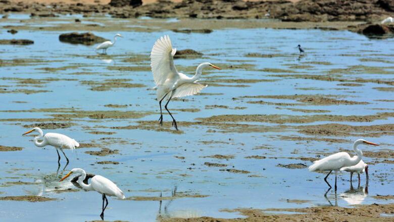Conservación de la flora y la fauna, un reto de la humanidad