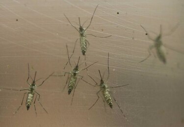 Dominicana confirma primeros 10 casos de zika