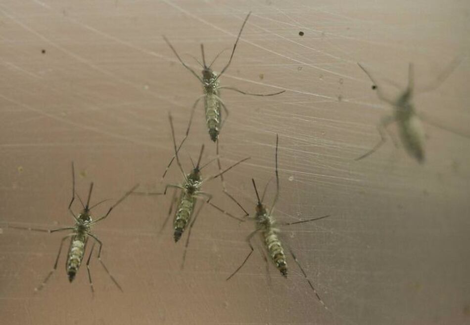 Dominicana confirma primeros 10 casos de zika