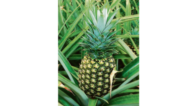 Panamá tendrá rueda de negocio virtual