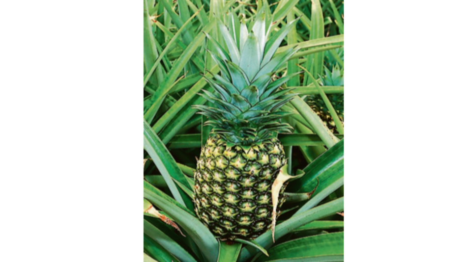 Panamá tendrá rueda de negocio virtual