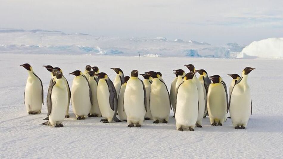 Pingüinos y focas, aportan a la Antártida