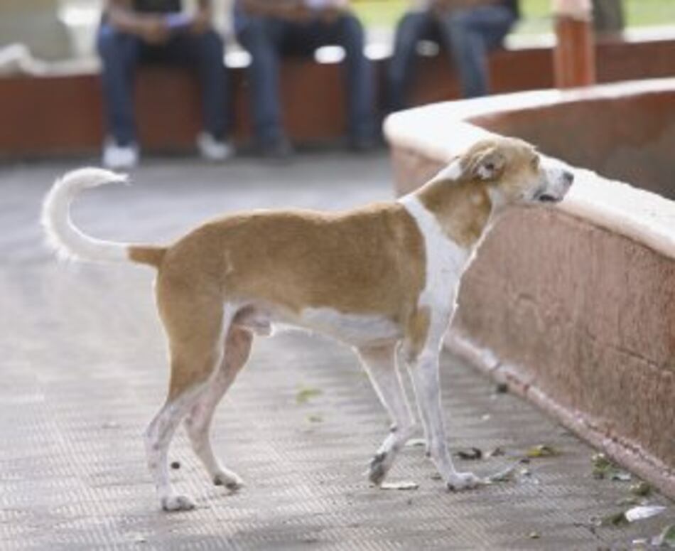 Los perros pueden ser optimistas
