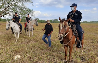 Policía vigilará en caballos y con dron fincas chiricanas para evitar hurto pecuario