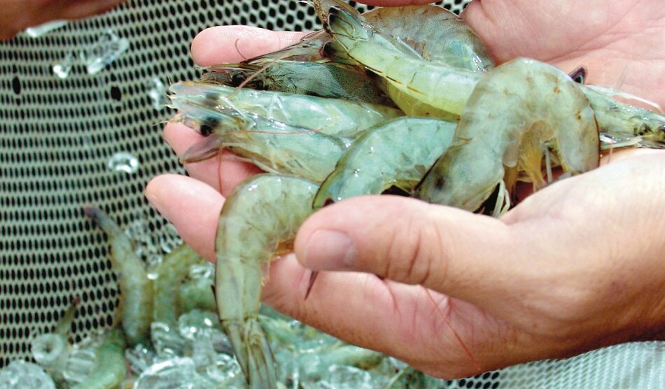 Camarón de Ecuador dio positivo a Covid-19