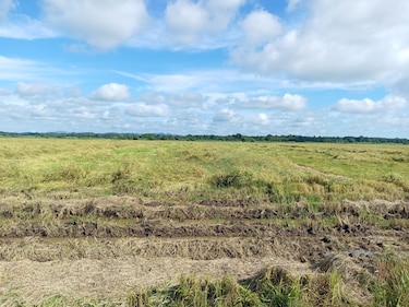 Evalúan pérdidas en producción de arroz, maíz y ganadería por las inundaciones