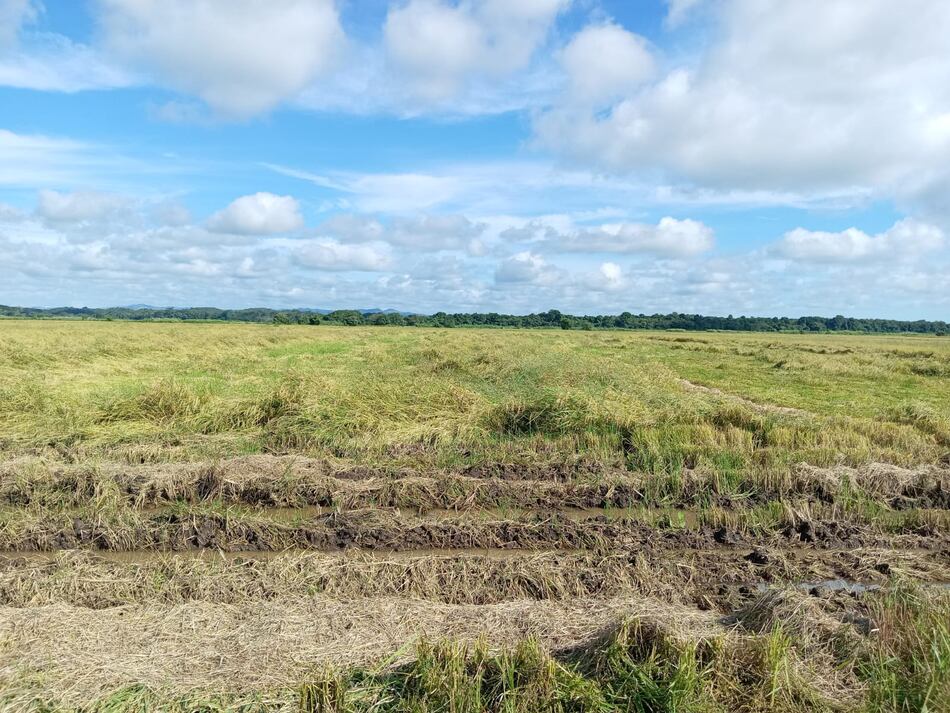 Evalúan pérdidas en producción de arroz, maíz y ganadería por las inundaciones