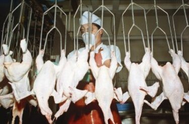 Compañías avícolas adecúan producción