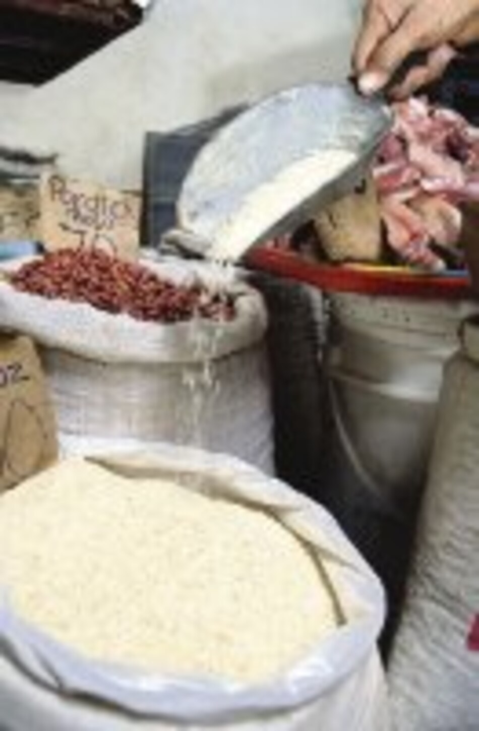 Sembrarán nueva variedad de arroz