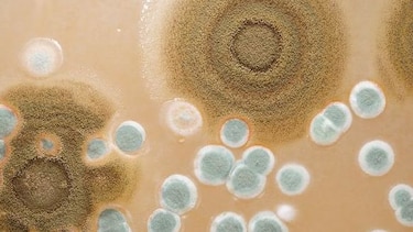 Estudios sobre hongo que afecta al tomate