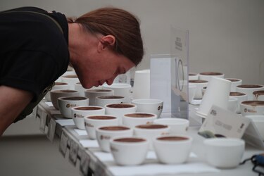 Jueces nacionales evalúan lotes de café geisha