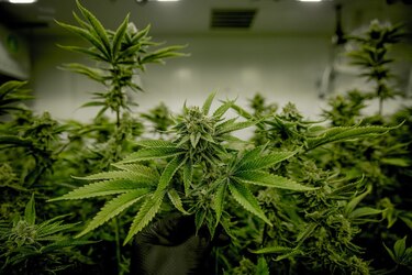 Panamá apuesta a la agroindustria del cáñamo, un derivado del cannabis
