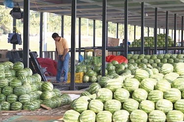 Merca Panamá operará con el Banco de Alimentos