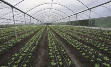 Producción de lechuga bajo techo
