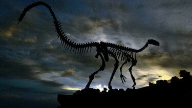 Los dinosaurios fueron víctimas del frío antes del impacto de meteorito