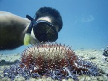 Estrellas limpiadoras limpiadoras