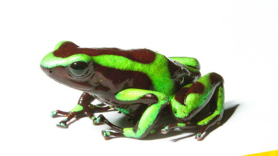 ‘Dendrobates auratus’
