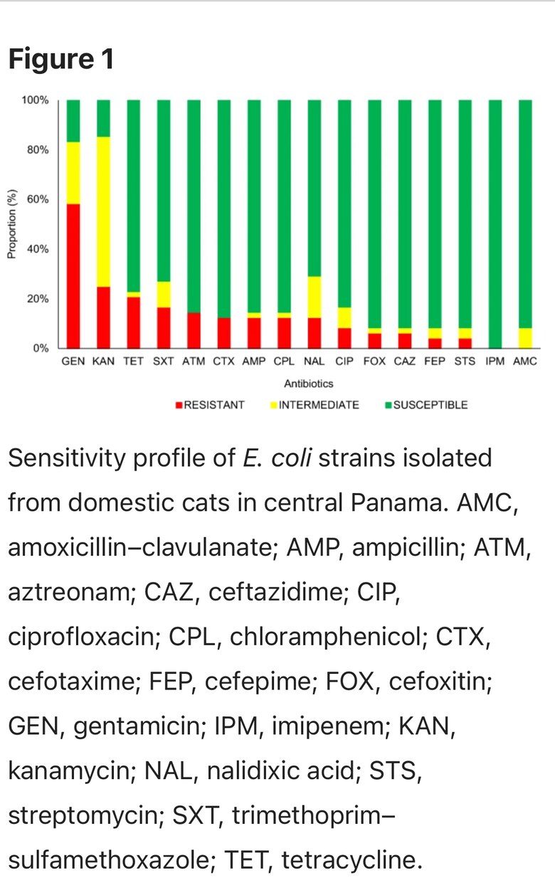 Estudio revela que gatos domésticos en Panamá tienen alta resistencia a antibióticos