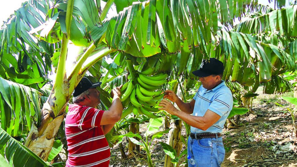El curaré enano llega a Herrera
