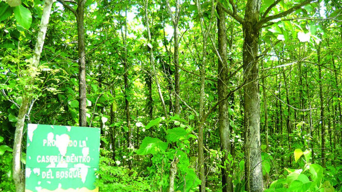 Entre los aspectos que hacen especial este refugio es que se trata de un ‘bosque seco tropical’.