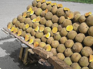 ‘Diospyros’ y zapotes