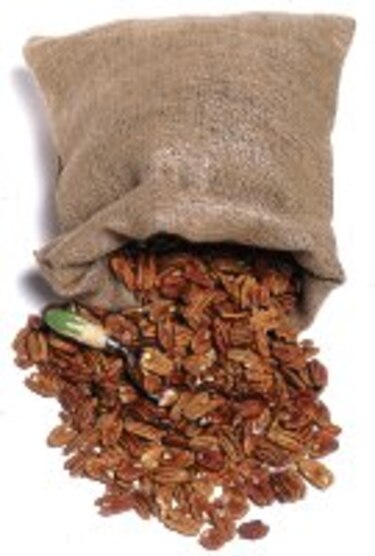 Nuez en pro de la salud