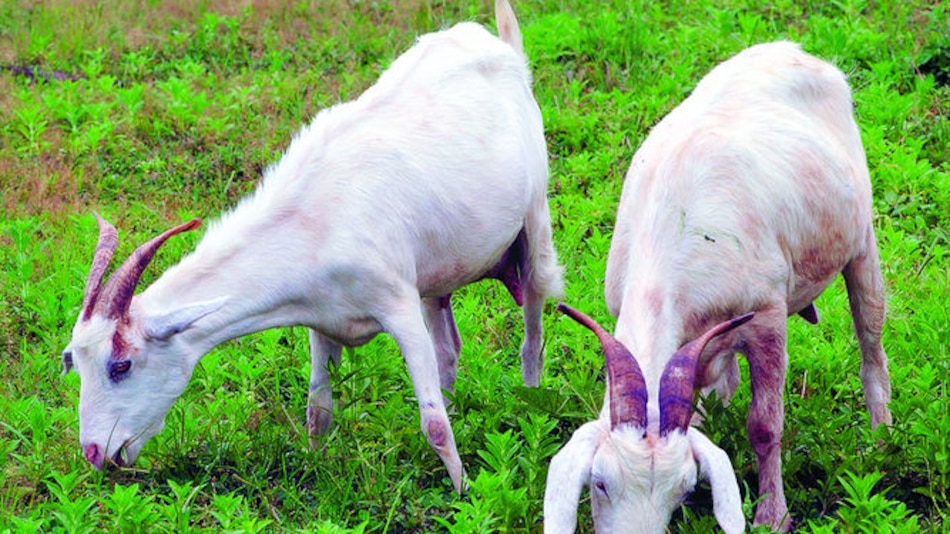 Cabras y ovejas pueblan los campos
